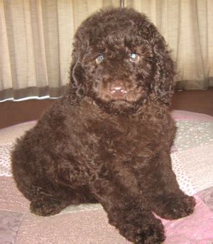 Stunning dark brown miniature male poodle from SunshineStar Poodles in ...