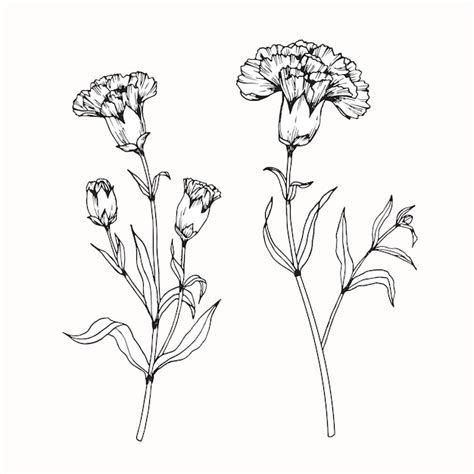 Premium Vector Carnation Flower Drawing Illustration