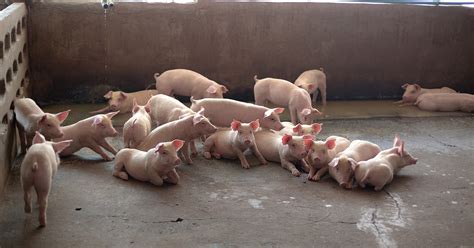 Digital Marketing For Pig Farming Business Highzeal