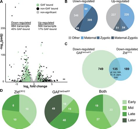 Gaf Is Essential For Zygotic Genome Activation And Chromatin