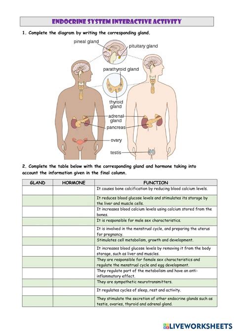 Endocrine System Online Worksheet Endocrine System Endocrine