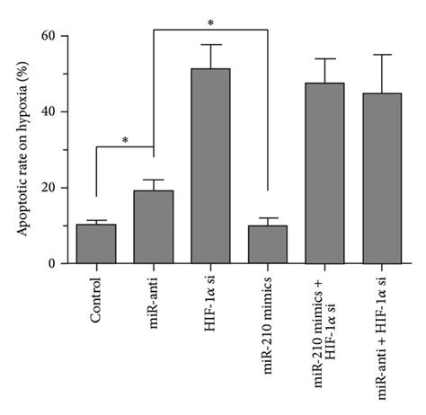 Downexpression Of Mir 210 Increased Apoptosis Via Hif 1α In Hypoxic Download Scientific Diagram