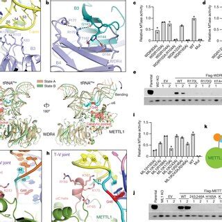 Model Of Human Mettl Wdr In Substrate Recognition Modification And