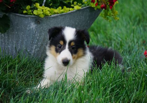 Collie (Lassie) – AC Puppies LLC