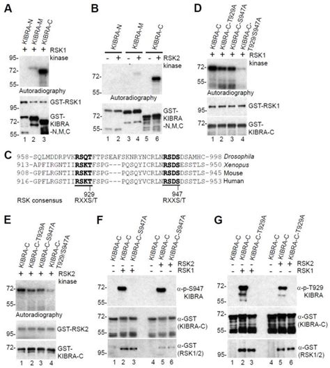 Phosphorylation Of Kibra By The Extracellular Signal Regulated Kinase