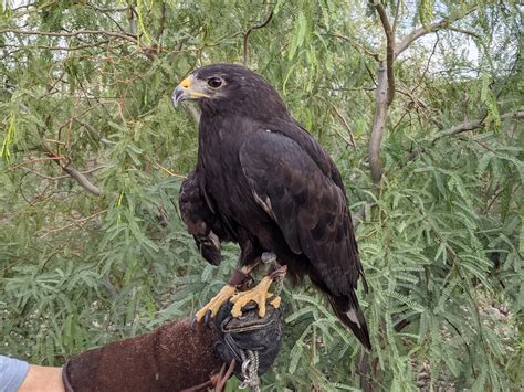 zone tailed hawk – Willow | Liberty Wildlife