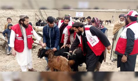 110 Vulnerable Nangarhar Families Distributed Goats Pajhwok Afghan News