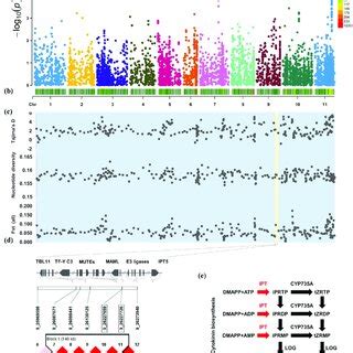 The Gw Candidate Genes And Genetic Diversity In The Qtl Regions A