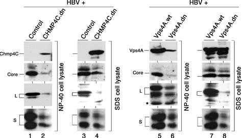 Hepatitis B Virus Maturation Is Sensitive To Functional Inhibition Of