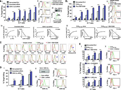 GSK 3 Inactivation Via SiRNA KD Or Small Molecule Inhibitors