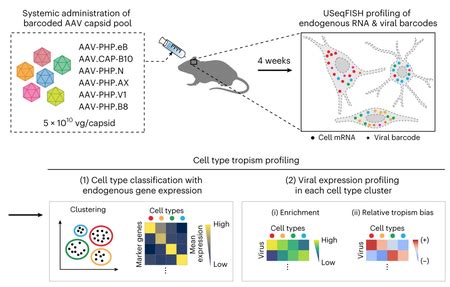 New Spatial Transcriptomics Method For Aav Tropisms Clover Center