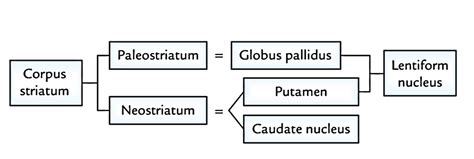 Basal Nuclei Earth S Lab