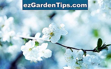 El cuidado del cerezo floreciente japonés Tips Jardineros Es