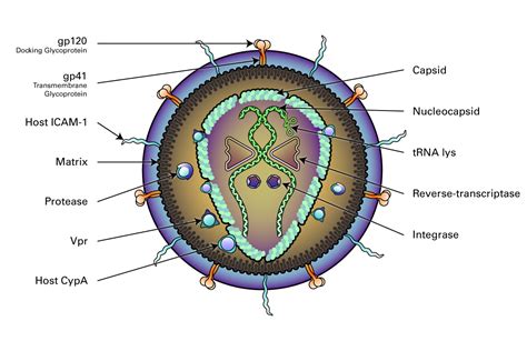 Retroviridae Hiv Lsbio