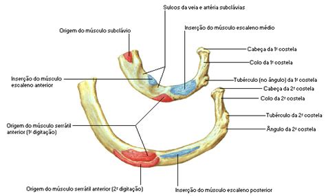 Laboratório de Anatomia Costelas