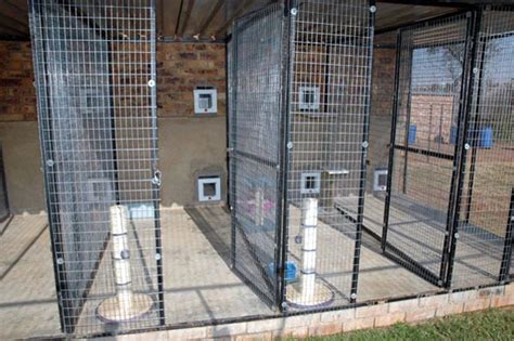 How To Choose A Boarding Cattery British Cattery Directory