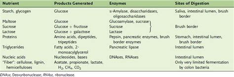 Digestive Enzymes | Basicmedical Key