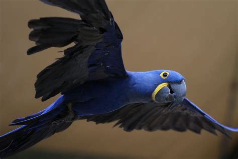 Hyacinth Macaw | Macaw, Parrot flying, Parrot bird