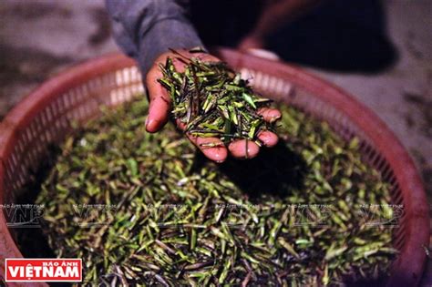 Grasshopper Catching Season