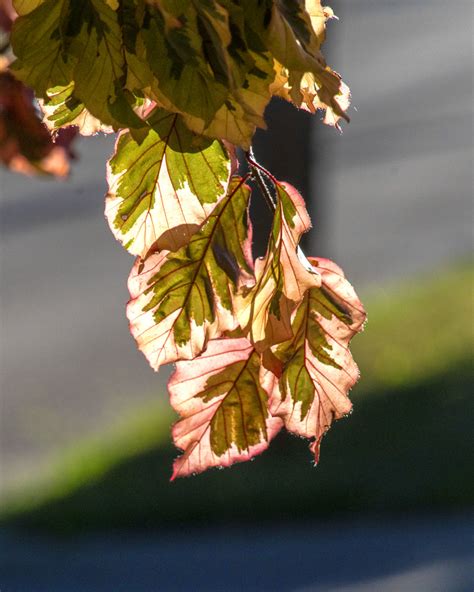 Tri Color Beech Tree Roger Inman Flickr