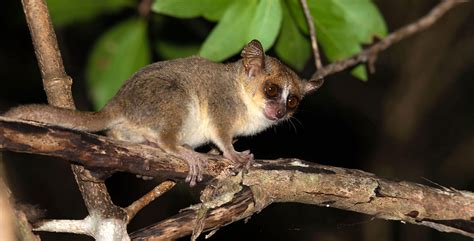 Definitive Guide To Gray Mouse Lemur Facts, Habitat, Conservation ...