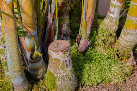 Areca Palme Pflegen Gie En D Ngen Umtopfen Und Mehr