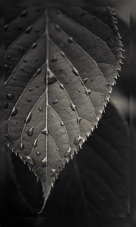 Share 146+ black and white wallpaper best - in.iedunet.edu.vn