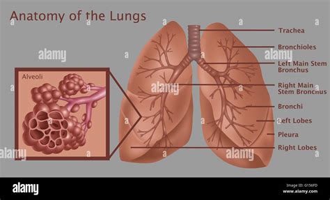 Ilustración anatómica de los pulmones con de arriba a abajo de la