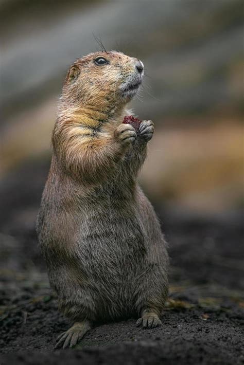 Prairie dog eating 2440921 Stock Photo at Vecteezy