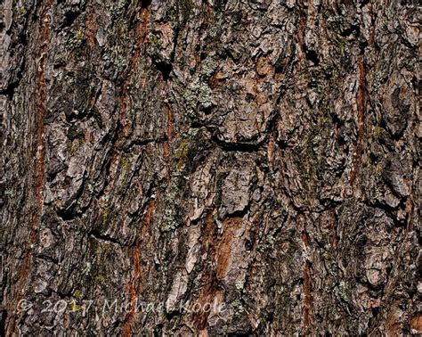 White Pine Bark | White pine, Textures patterns, City photo