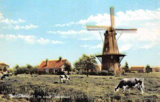 Bergambacht Molenlaan Molen De Arend 1968 Koeien In De Wei