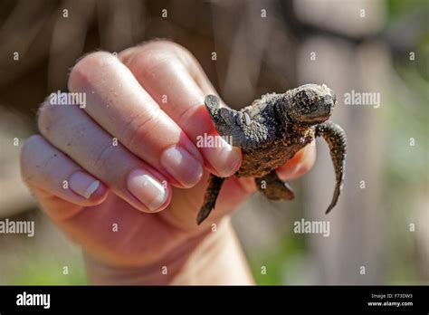 Three Day Old Turtle Hatchlings Olive Ridley Sea Turtles Lepidochelys Olivacea Being Held In