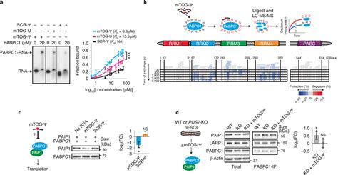 Molecular Characterization Of Mtog Ψ Pabpc1 Binding Reveals Impairments