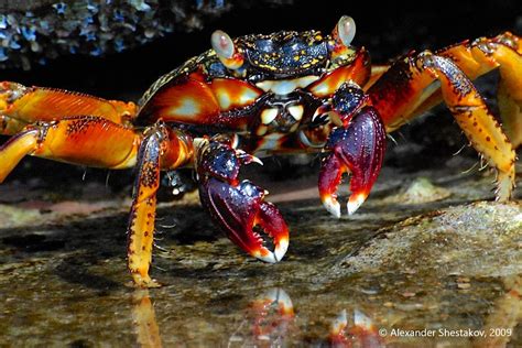 Crustaceans