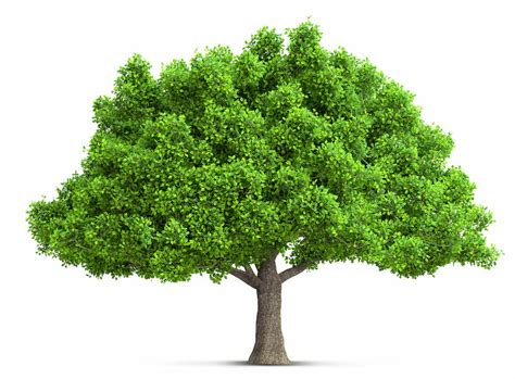 Tips For Maintaining Healthy Trees Oakwilt Org