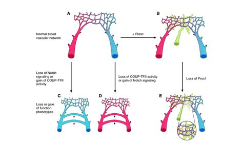 Endothelial Cell Identity Is Plastic And Reversible A The Normal