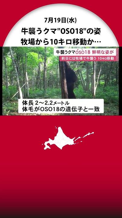 牛襲うクマoso18の鮮明な姿を捉える 立ち上がると約2メートル 前日の牧場から10キロ移動か Youtube