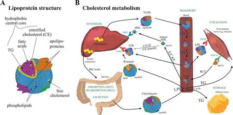 Lipoprotein Structure And Cholesterol Metabolism And Transport A