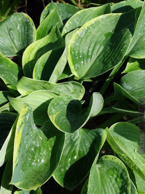 Flowering Hosta Tokudama Flavocircinalis Xl 9 Deep Pot Kens Nursery