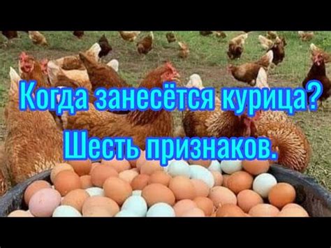 Когда занесётся курица??!! Шесть признаков. - YouTube
