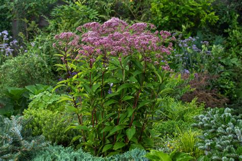 Sadziec Plamisty Phantom Eupatorium Maculatum Byliny Ogrodowe O S