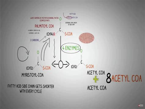 Solution Beta Oxidation Of Fatty Acid Cycle Biochemistry Studypool