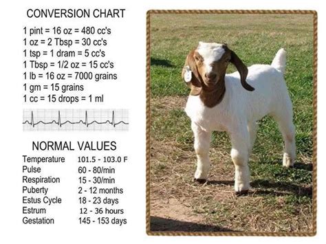 Tough Simulated Goat Raising Beginners Guide Investigate Goat Farming