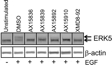 Erk Kinase Activity Is Dispensable For Cellular Immune Response And