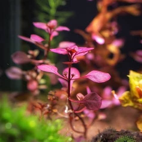 Jual Tanaman Stem Aquascape SP Red Daun Darat Per Batang Kota