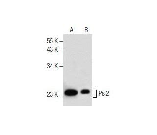 Psf2抗体 F 7 SCBT Santa Cruz Biotechnology