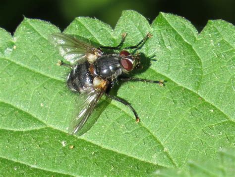 Diptera Info Discussion Forum Tachinidae Blondelia Nigripes