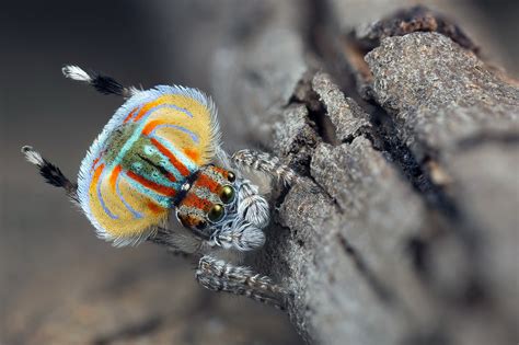 Peacock Spider Dance Funny : Dancing Peacock Spider / Funny, cool, and ...