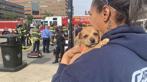 Woman And Several Puppies Rescued From Rollover Crash In Downtown Rochester