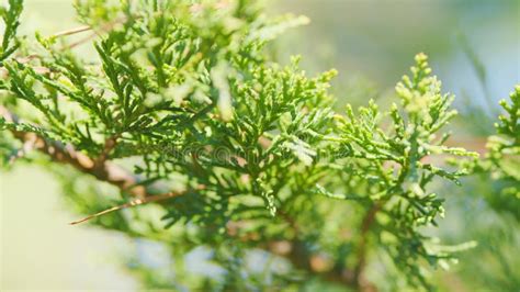 Thuja Growing In Its Natural Habitat Branches Of The Green Thuja Tree